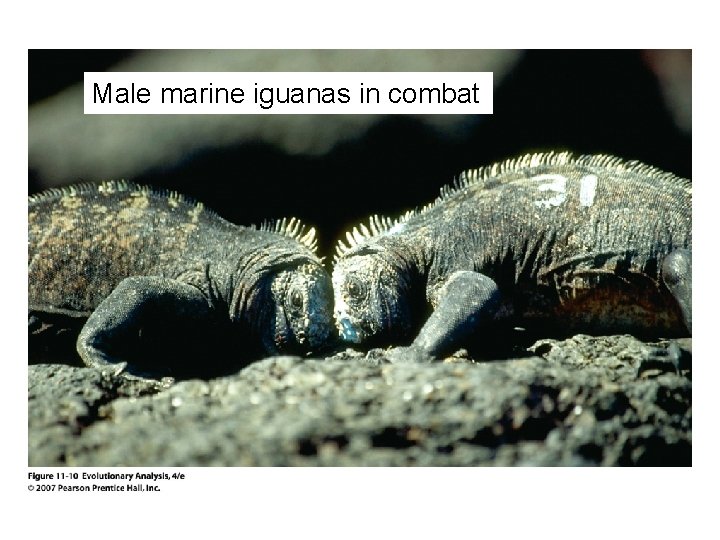 Male marine iguanas in combat 