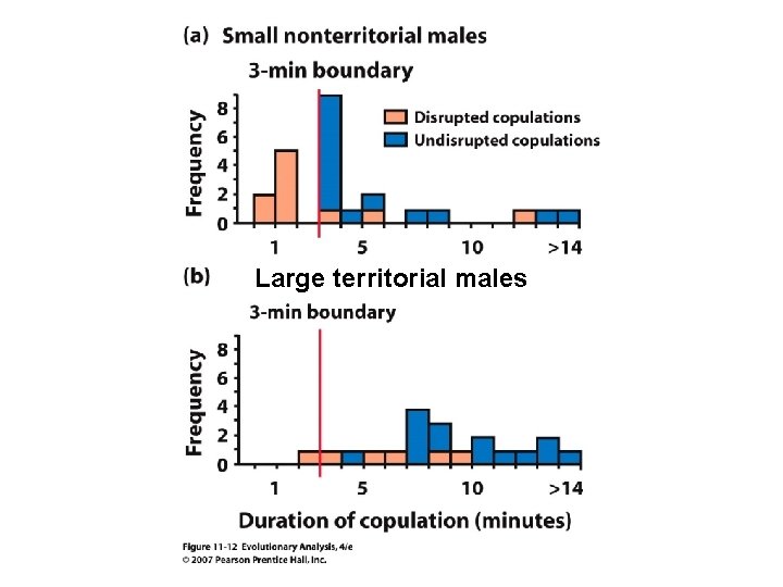 Large territorial males 