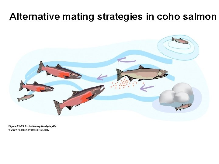 Alternative mating strategies in coho salmon 