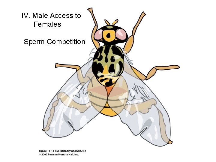 IV. Male Access to Females Sperm Competition 