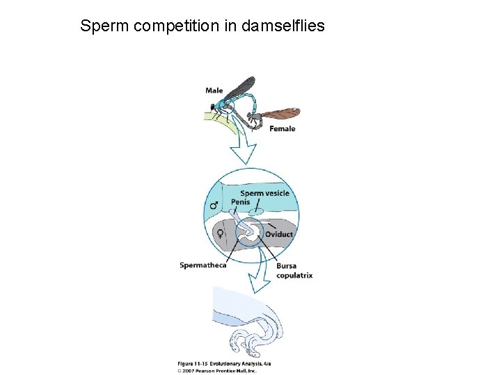 Sperm competition in damselflies 