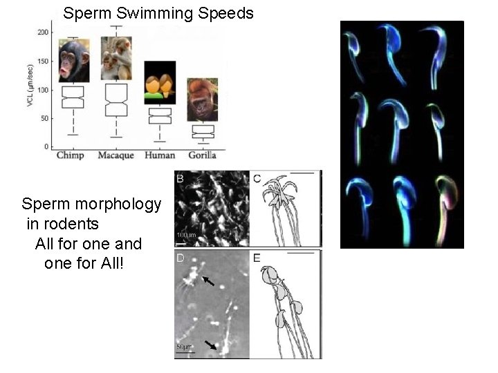 Sperm Swimming Speeds Sperm morphology in rodents All for one and one for All!