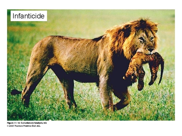 Infanticide 