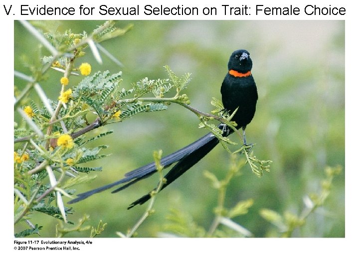 V. Evidence for Sexual Selection on Trait: Female Choice 