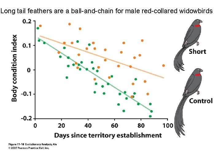 Long tail feathers are a ball-and-chain for male red-collared widowbirds 