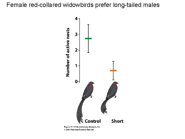 Female red-collared widowbirds prefer long-tailed males 