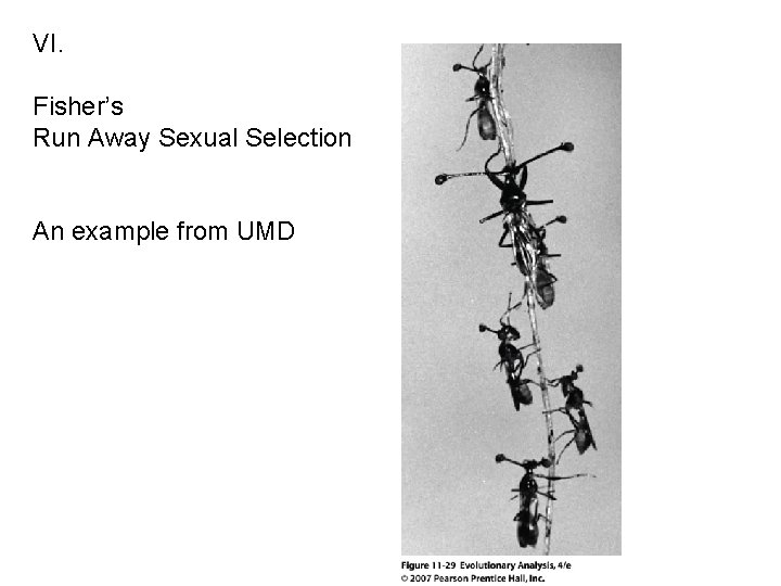 VI. Fisher’s Run Away Sexual Selection An example from UMD 