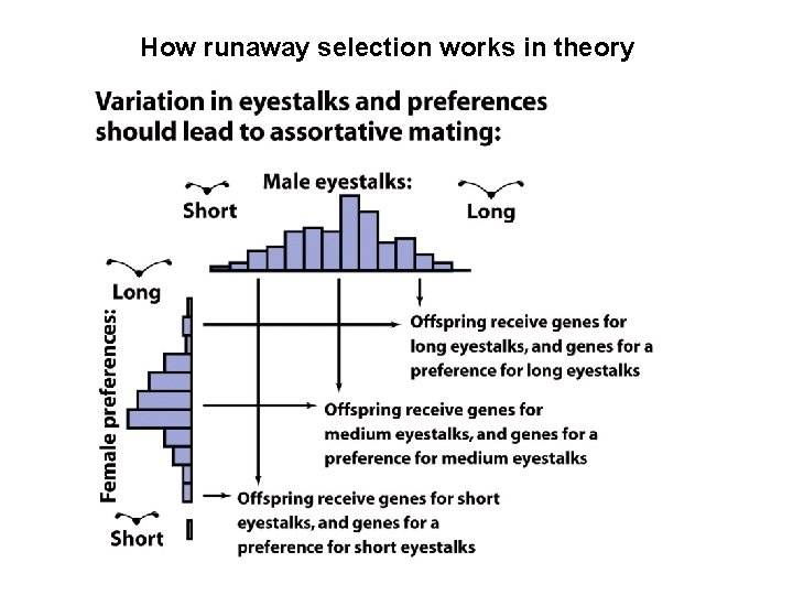 How runaway selection works in theory 