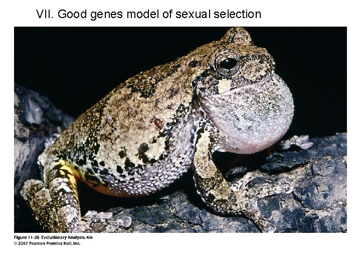 VII. Good genes model of sexual selection 