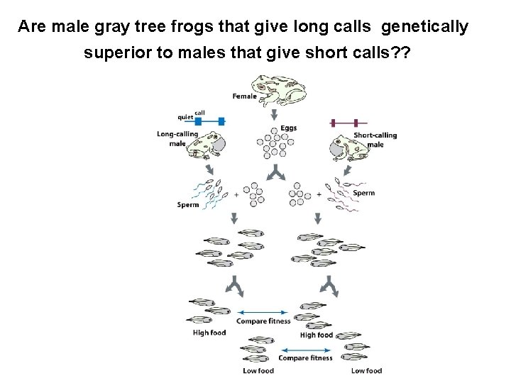 Are male gray tree frogs that give long calls genetically superior to males that