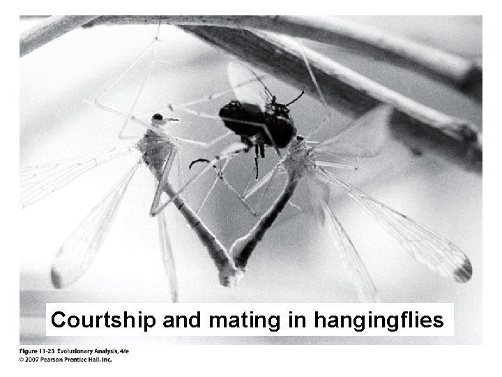 Courtship and mating in hangingflies 