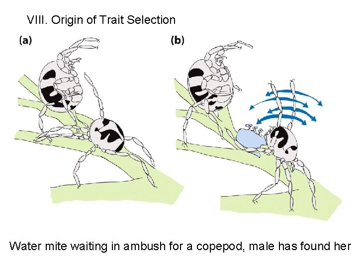 VIII. Origin of Trait Selection Water mite waiting in ambush for a copepod, male