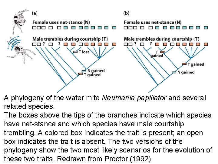 A phylogeny of the water mite Neumania papillator and several related species. The boxes