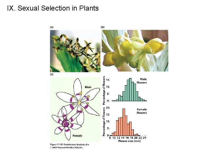 IX. Sexual Selection in Plants 