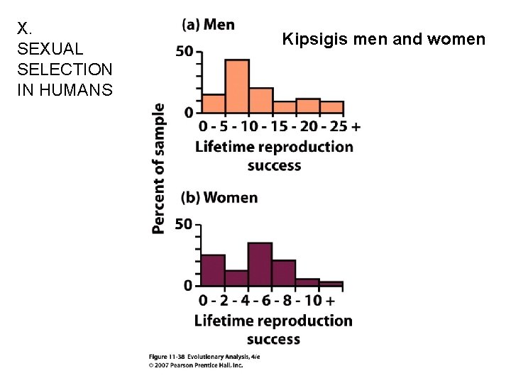 X. SEXUAL SELECTION IN HUMANS Kipsigis men and women 