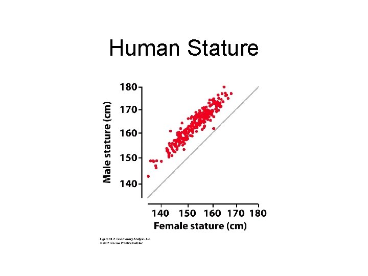 Human Stature 