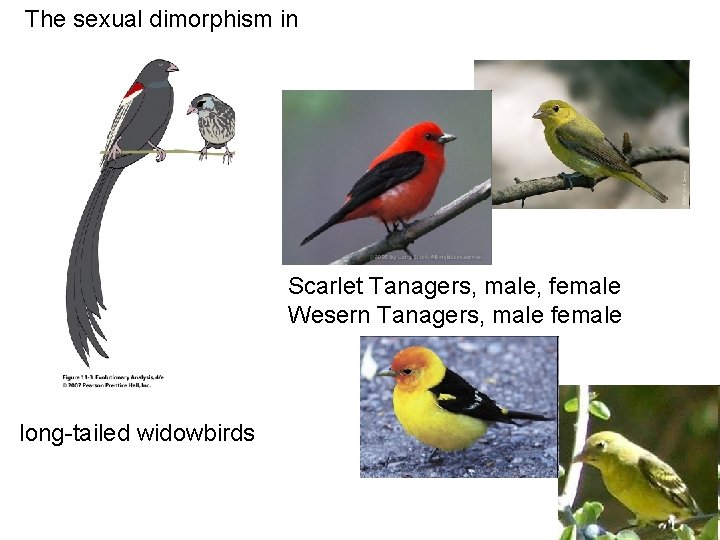 The sexual dimorphism in Scarlet Tanagers, male, female Wesern Tanagers, male female long-tailed widowbirds