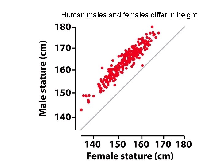 Human males and females differ in height 