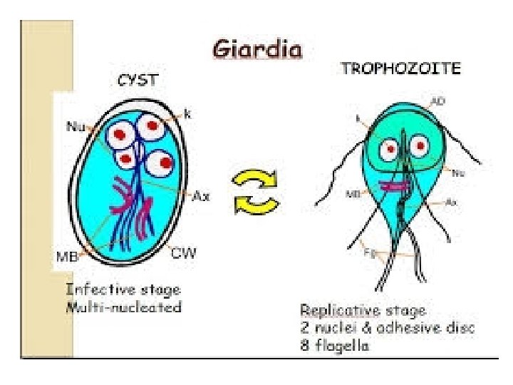 giardia cysts in environment)