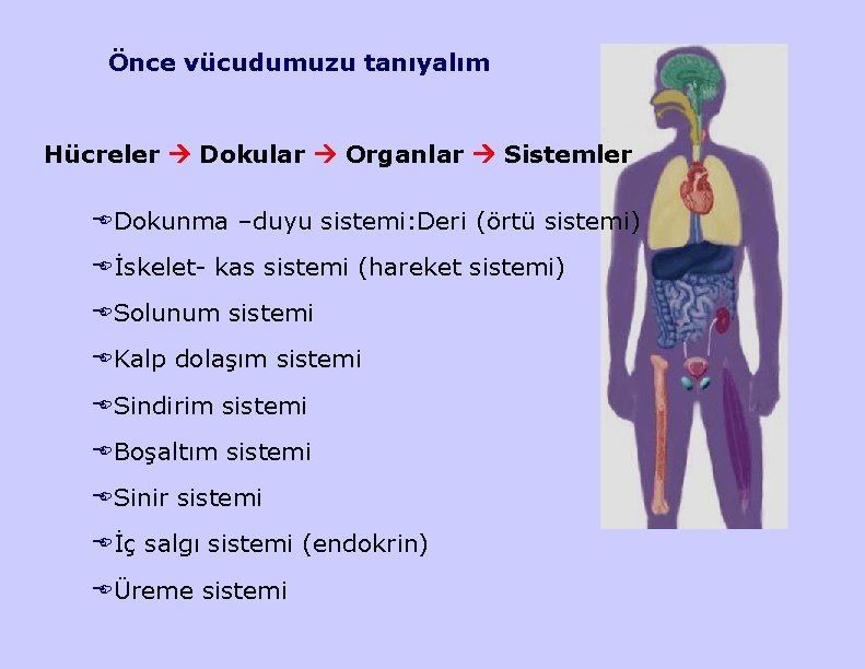 Önce vücudumuzu tanıyalım Hücreler Dokular Organlar Sistemler EDokunma –duyu sistemi: Deri (örtü sistemi) Eİskelet-