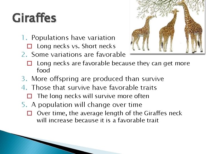 Darwin039s Natural Selection Worksheet