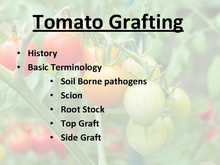 Tomato Grafting • History • Basic Terminology • Soil Borne pathogens • Scion •
