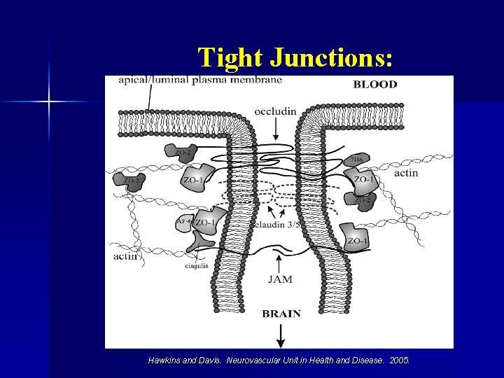 Tight Junctions: Hawkins and Davis. Neurovascular Unit in Health and Disease. 2005. 