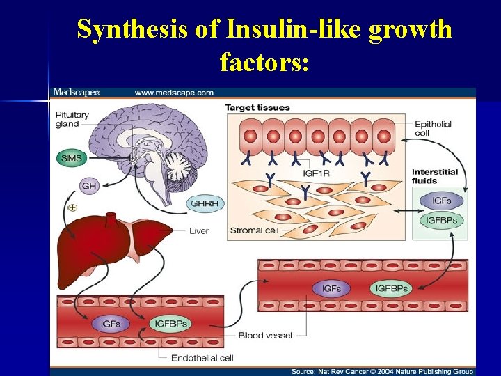 Synthesis of Insulin-like growth factors: 