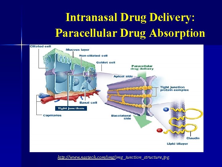 Intranasal Drug Delivery: Paracellular Drug Absorption http: //www. nastech. com/img_junction_structure. jpg. 