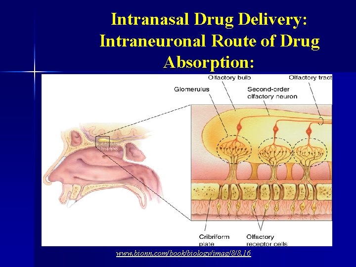 Intranasal Drug Delivery: Intraneuronal Route of Drug Absorption: www. bionn. com/book/biology/imag/8/8. 16 