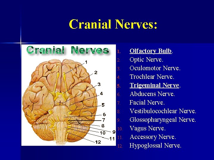 Cranial Nerves: 1. 2. 3. 4. 5. 6. 7. 8. 9. 10. 11. 12.
