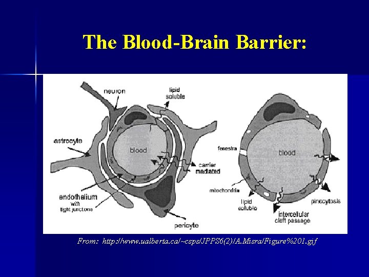 The Blood-Brain Barrier: From: http: //www. ualberta. ca/~csps/JPPS 6(2)/A. Misra/Figure%201. gif 