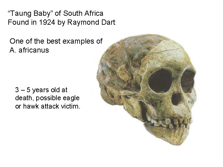 “Taung Baby” of South Africa Found in 1924 by Raymond Dart One of the