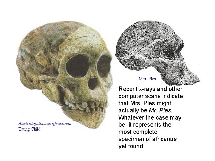 Recent x-rays and other computer scans indicate that Mrs. Ples might actually be Mr.