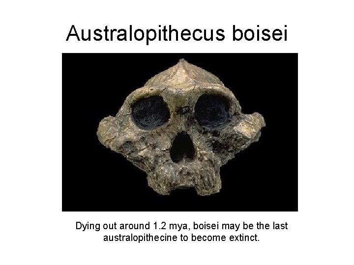 Australopithecus boisei Dying out around 1. 2 mya, boisei may be the last australopithecine