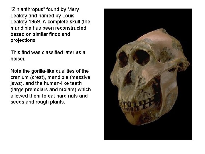 “Zinjanthropus” found by Mary Leakey and named by Louis Leakey 1959. A complete skull