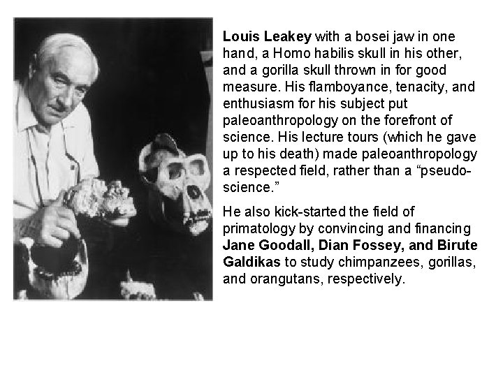 Louis Leakey with a bosei jaw in one hand, a Homo habilis skull in