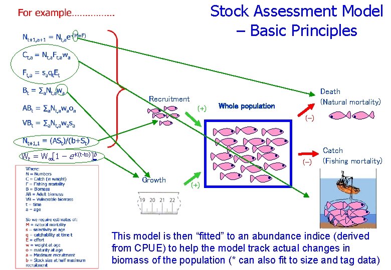 Stock Assessment Model – Basic Principles Recruitment (+) Death (Natural mortality) Whole population (-)