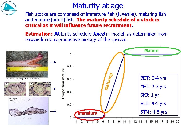 Maturity at age Fish stocks are comprised of immature fish (juvenile), maturing fish and