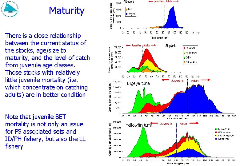Maturity There is a close relationship between the current status of the stocks, age/size