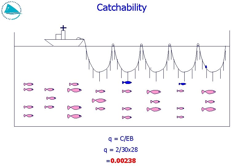 Catchability q = C/EB q = 2/30 x 28 =0. 00238 