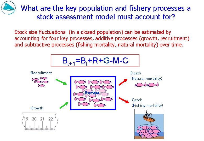 What are the key population and fishery processes a stock assessment model must account