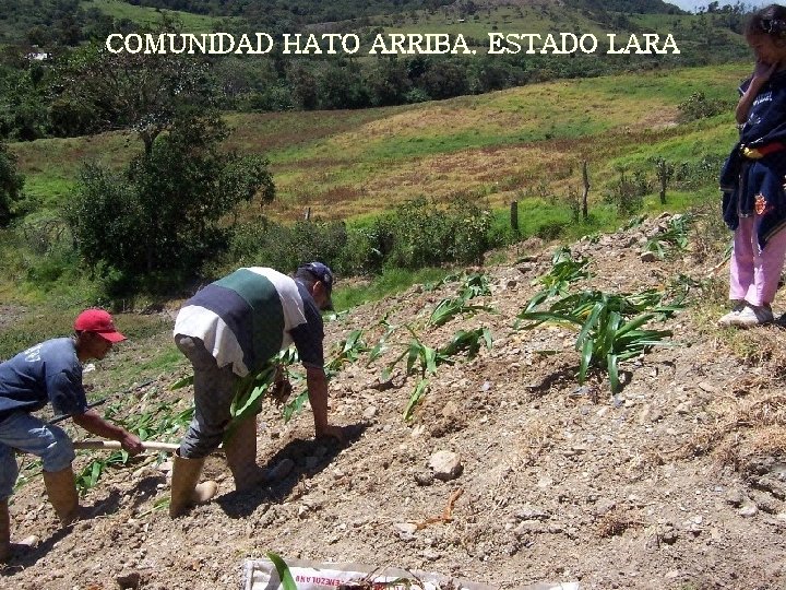 COMUNIDAD HATO ARRIBA. ESTADO LARA 