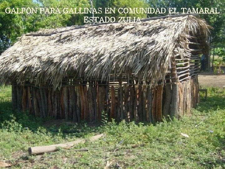 GALPÓN PARA GALLINAS EN COMUNIDAD EL TAMARAL ESTADO ZULIA 