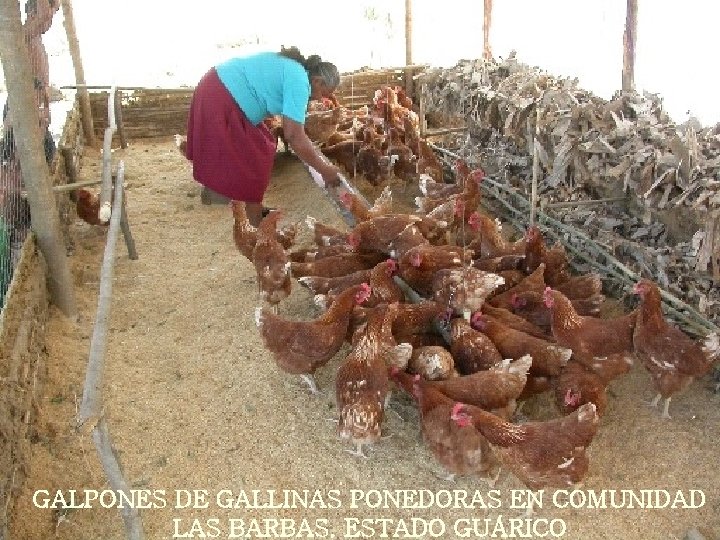 GALPONES DE GALLINAS PONEDORAS EN COMUNIDAD LAS BARBAS. ESTADO GUÁRICO 