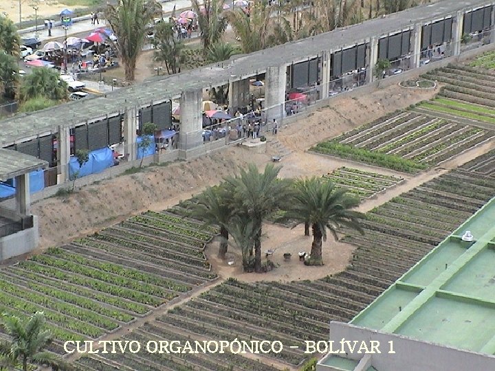 CULTIVO ORGANOPÓNICO - BOLÍVAR 1 