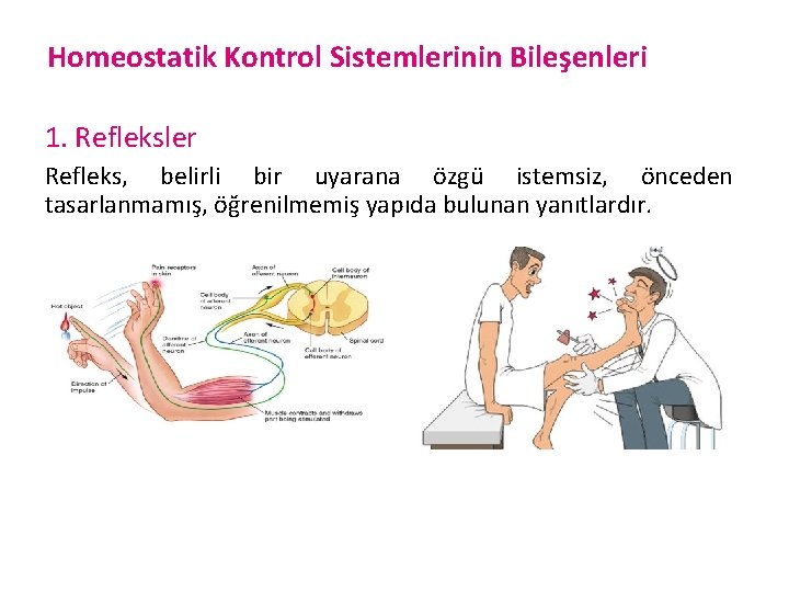 Homeostatik Kontrol Sistemlerinin Bileşenleri 1. Refleksler Refleks, belirli bir uyarana özgü istemsiz, önceden tasarlanmamış,