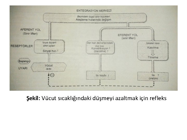 Şekil: Vücut sıcaklığındaki düşmeyi azaltmak için refleks 