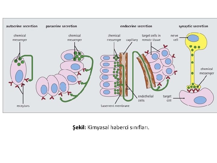 Şekil: Kimyasal haberci sınıfları. 