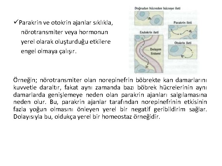 üParakrin ve otokrin ajanlar sıklıkla, nörotransmiter veya hormonun yerel olarak oluşturduğu etkilere engel olmaya